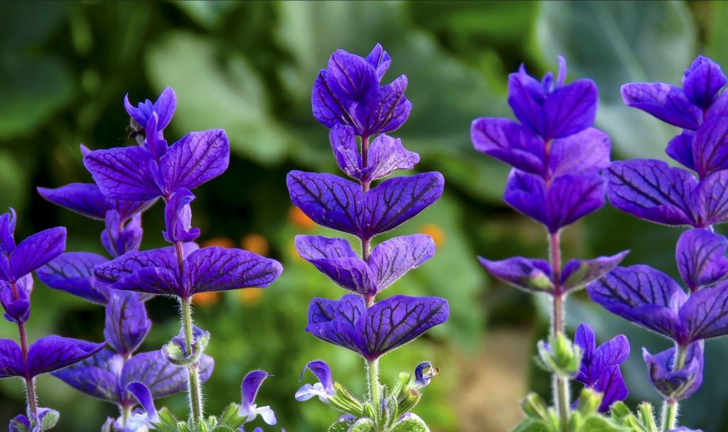 Salvia liigid – 16 parimat sorti lõputu