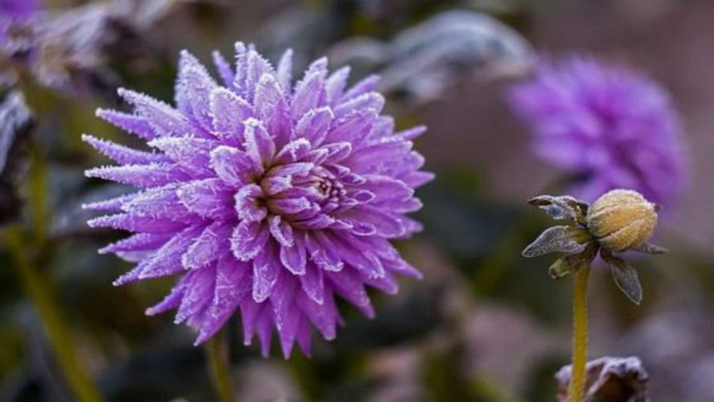 Dahlia: ebatavaline ja mitmekesine
