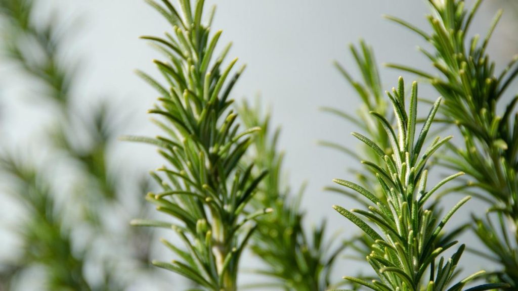 Putukavabad peenrad: taimed, mis toimivad paremini kui ükski insektitsiid
