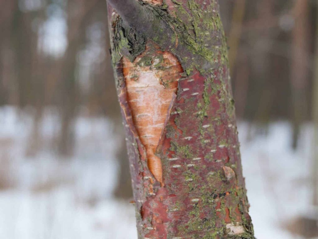 Istutamisviga, mille tõttu taim sureb vaikselt – kuidas seda parandada