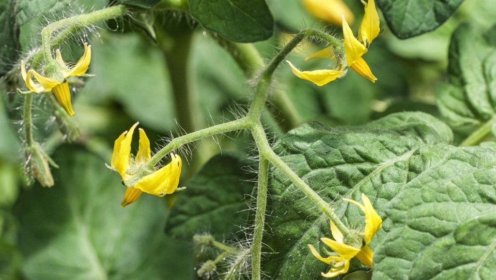 Mida panna tomatite istutamisel auku: saate saagi ämbritega korjata