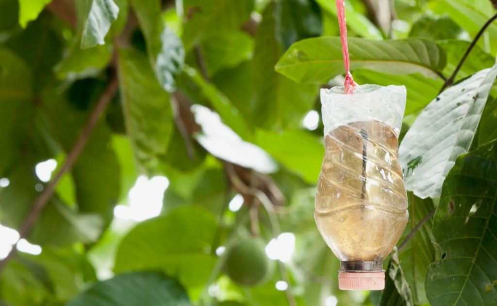 Hüvasti, sääsed: lõika plastpudel pooleks ja lisa sinna suhkrut, vett ja pärmi