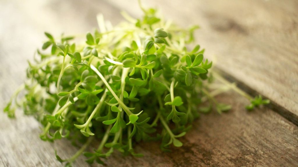 Roheliste salatite kasvatamine oma aias on mitte ainult lihtne, vaid ka kasulik