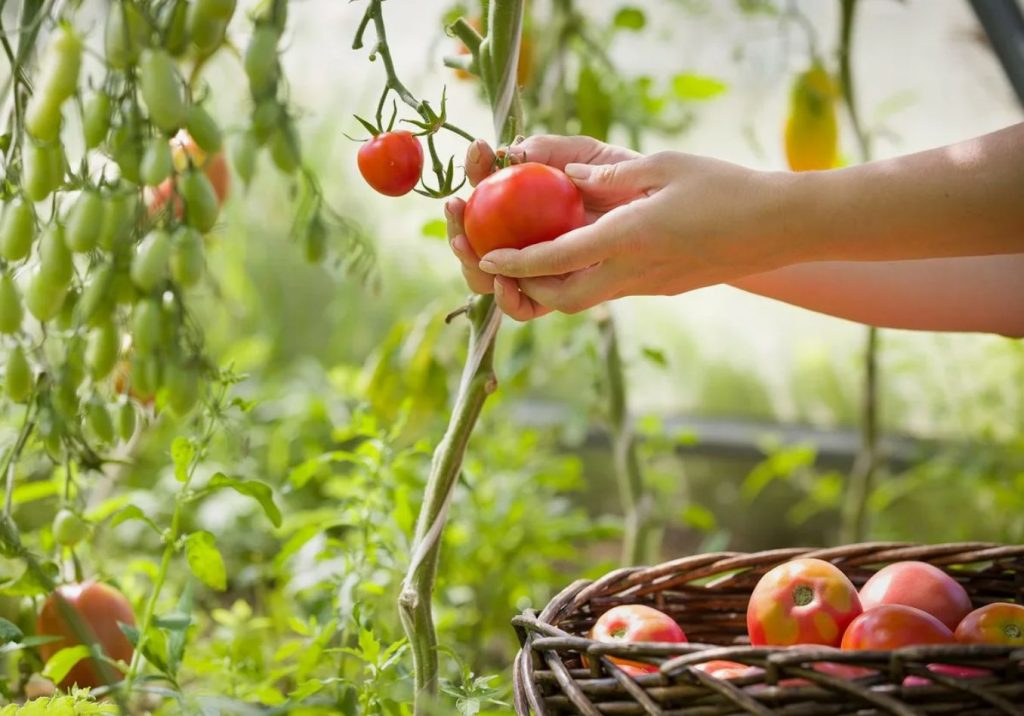 Istuta mõistlikult, mitte kalendri järgi: salajased kuupäevad tomatite istutamiseks