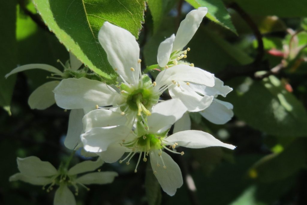 Amelanchier lamarckii