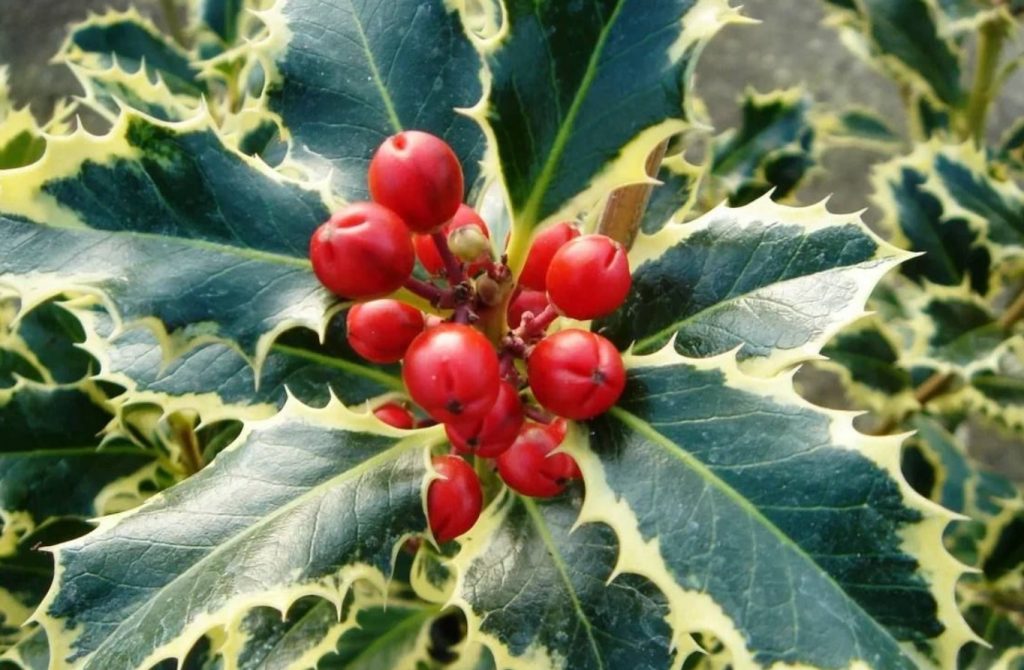Argentea Marginata