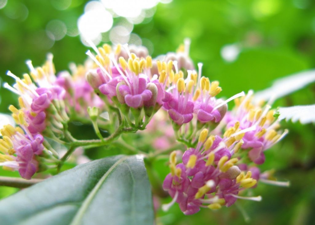 Callicarpa japonica