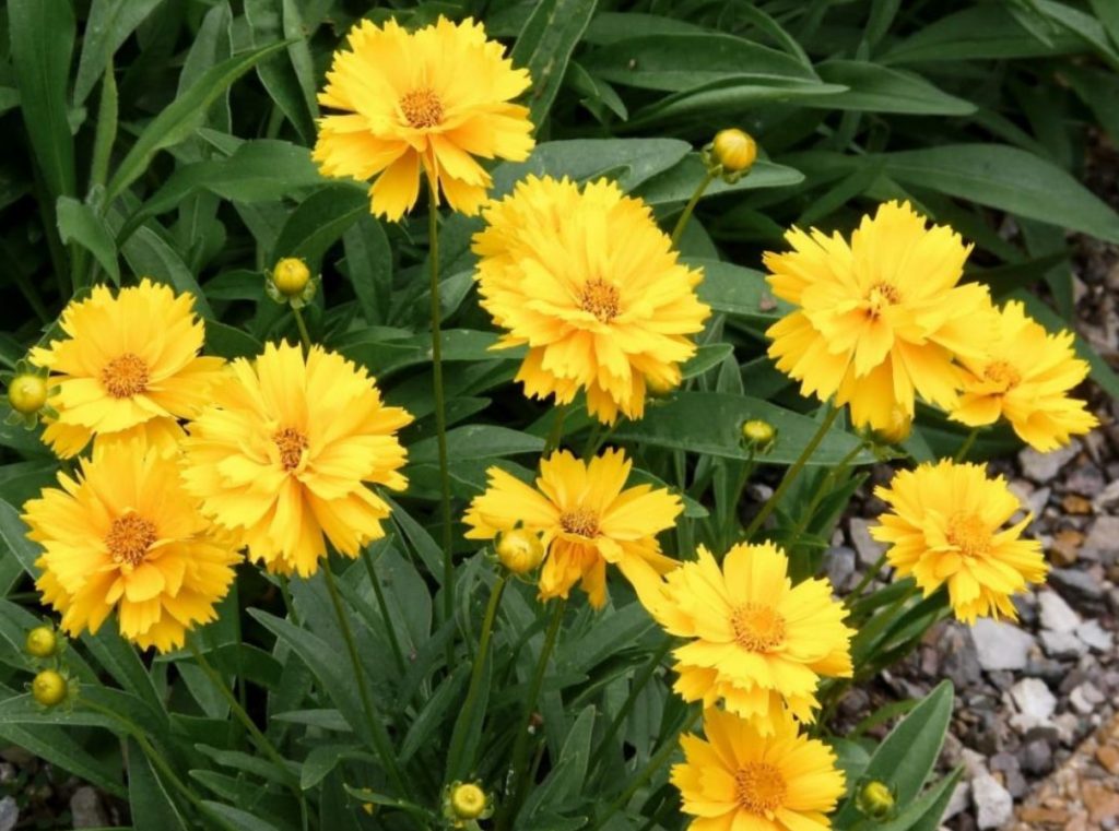 Coreopsis grandiflora