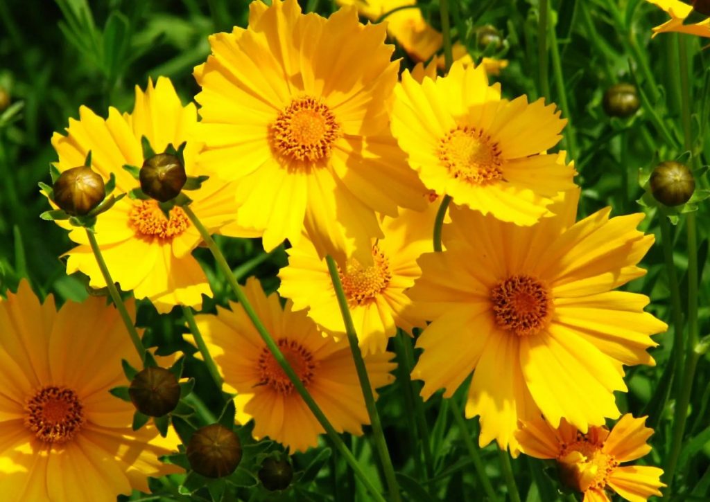 Coreopsis grandiflora