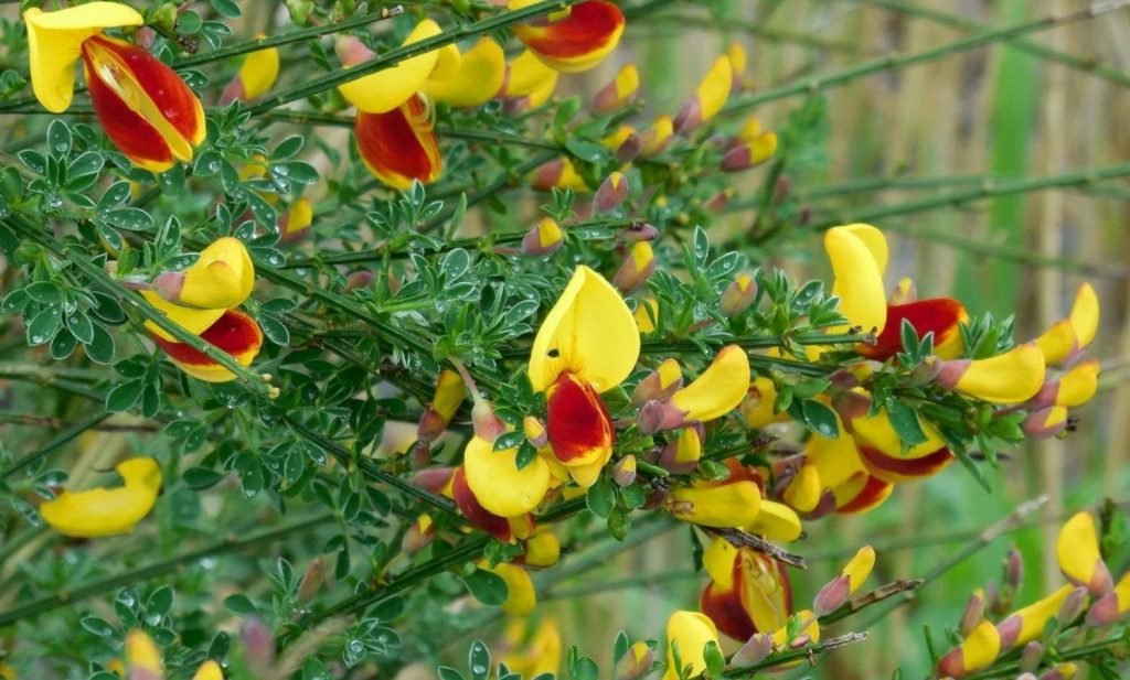 Cytisus scoparius