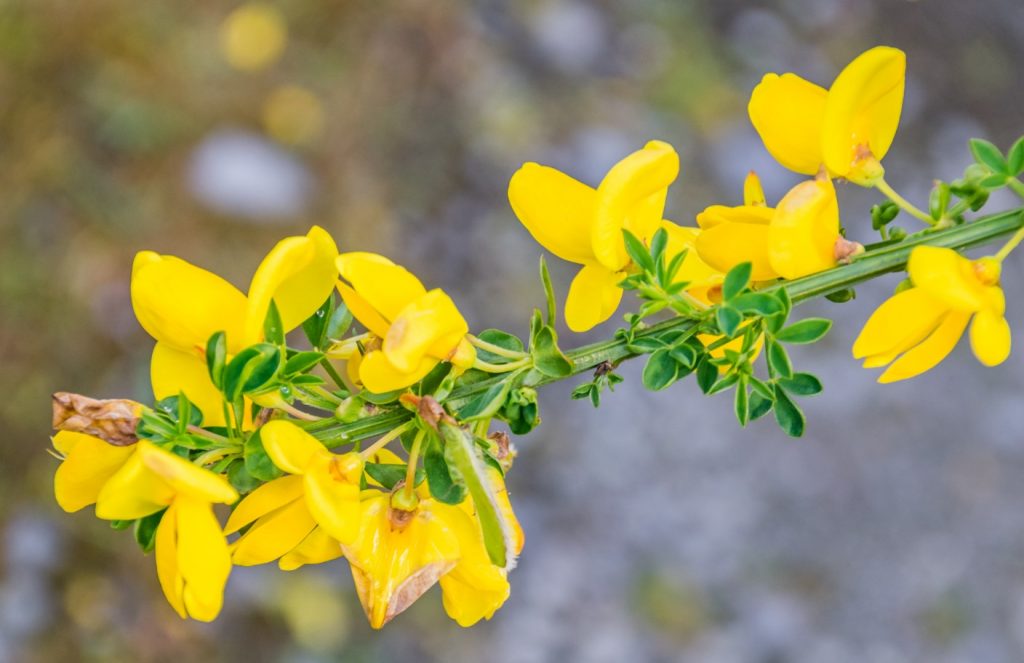 Cytisus scoparius