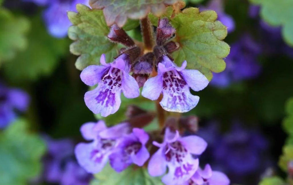 Glechoma hederacea