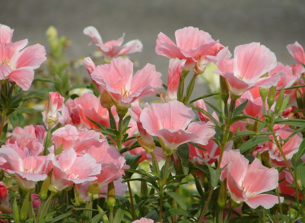 Godetia grandiflora