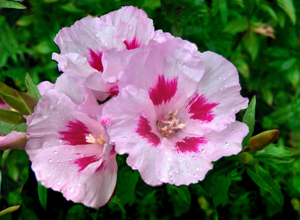 Godetia grandiflora