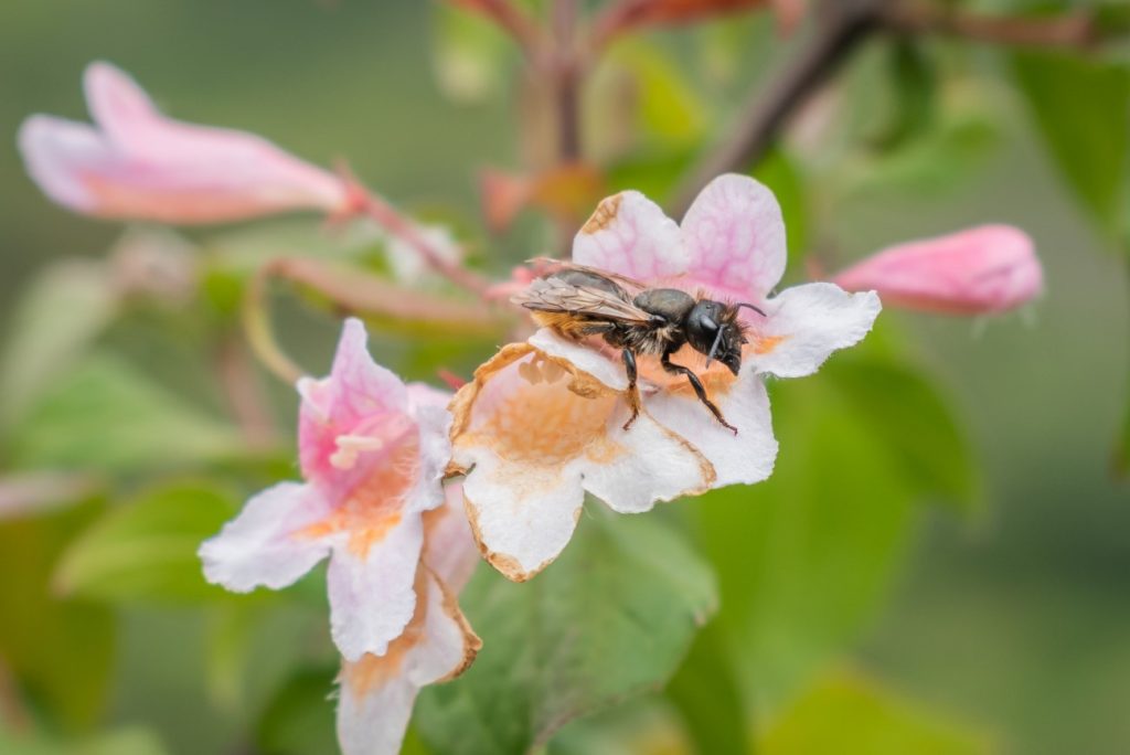 Kolkwitzia amabilis