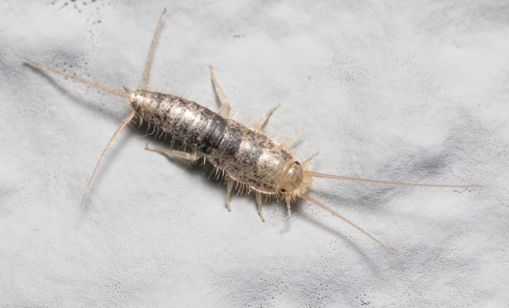 Lepisma saccharina