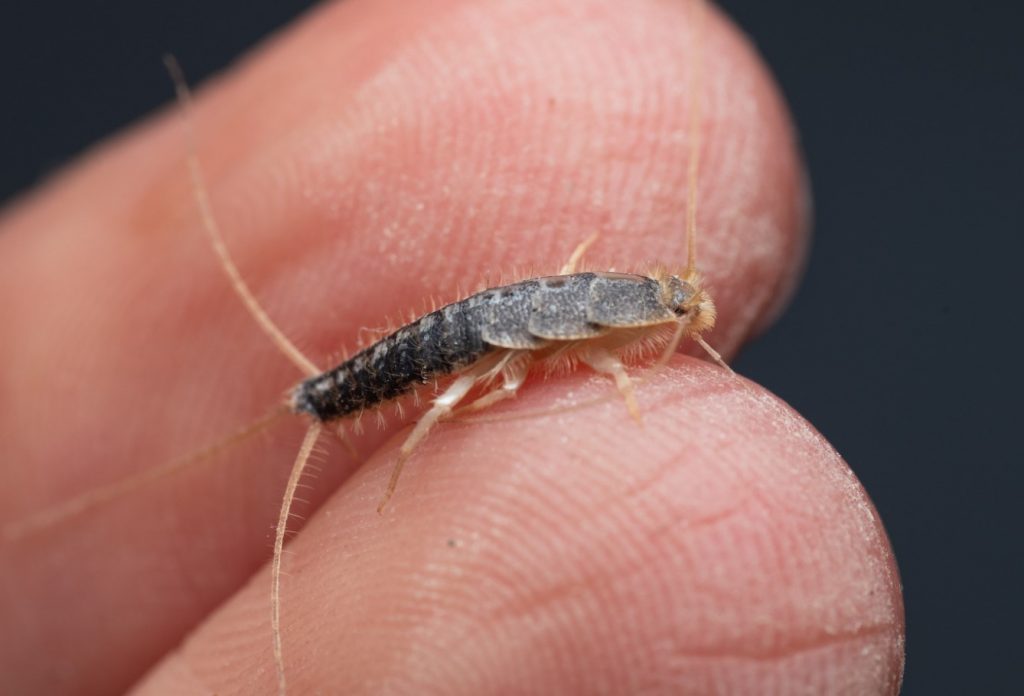 Lepisma saccharina