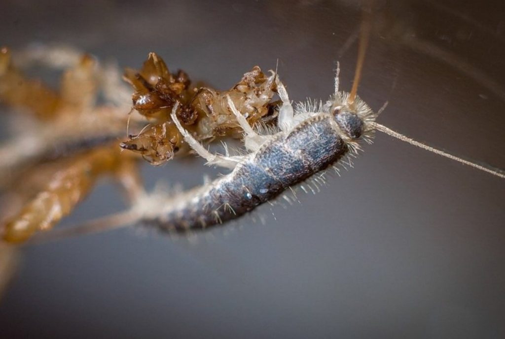 Lepisma saccharina