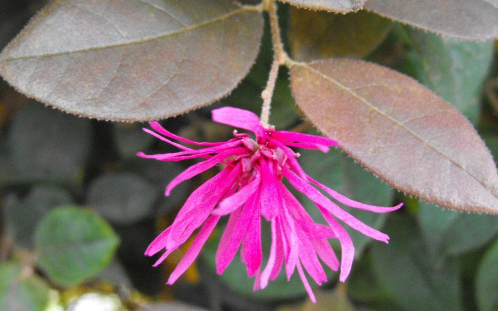 Loropetalum chinense