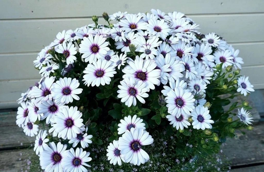 Osteospermum
