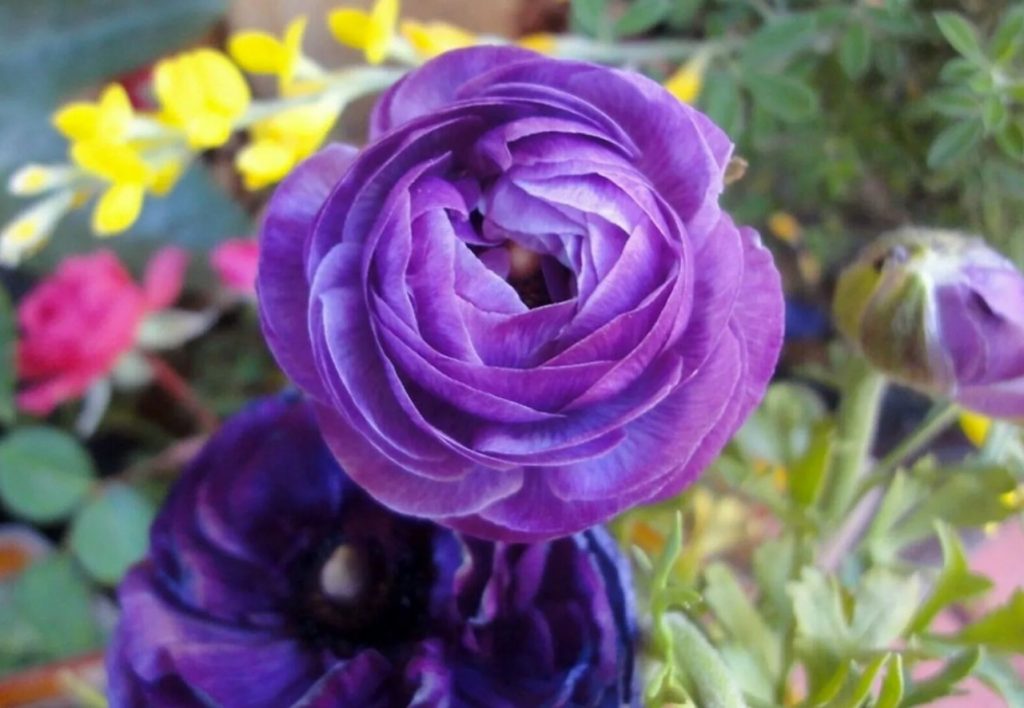 Ranunculus asiaticus
