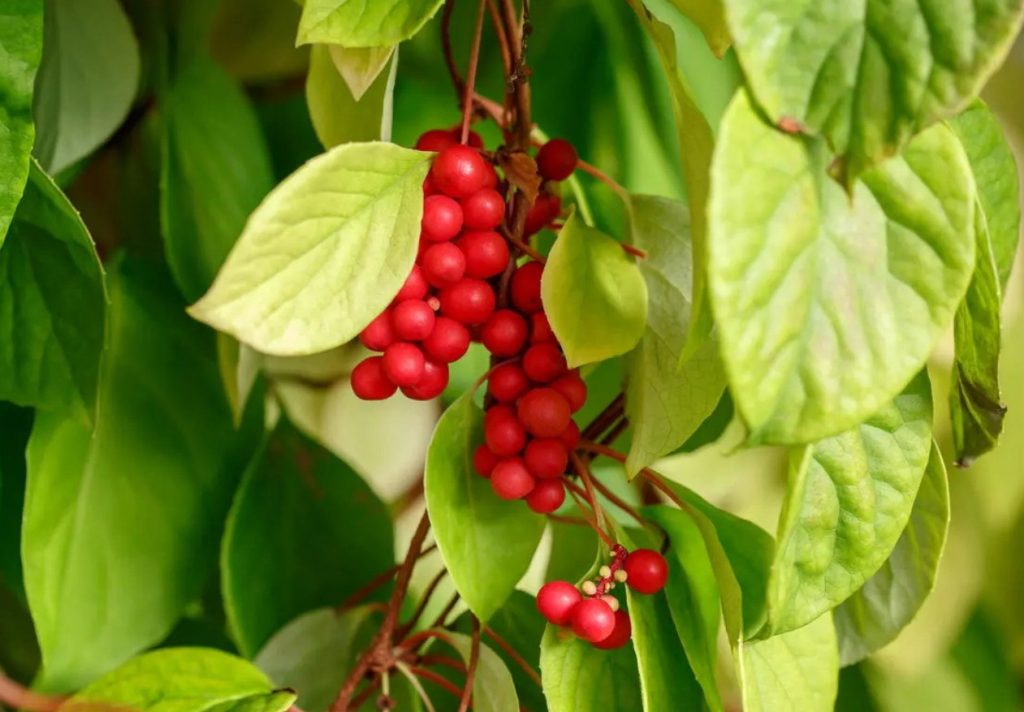 Schisandra chinensis
