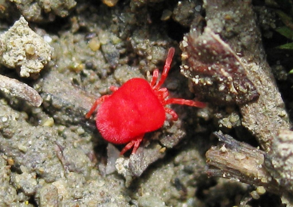 Trombidium holosericeum