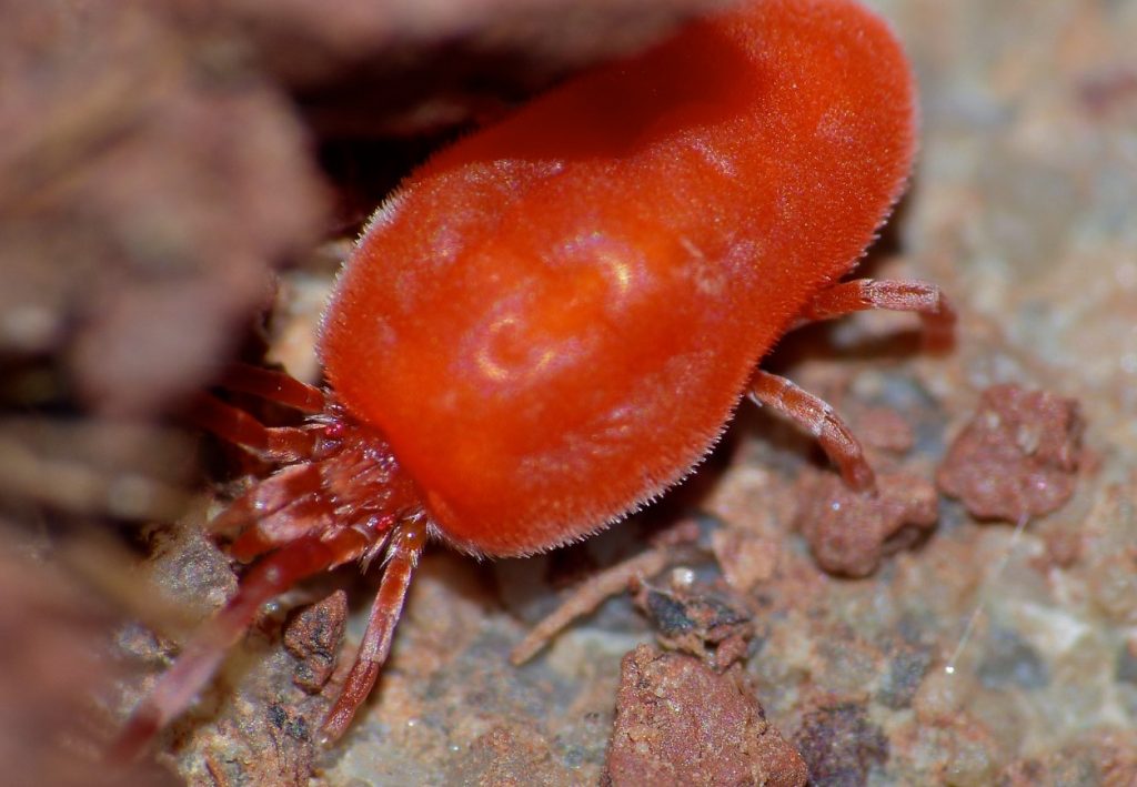 Trombidium holosericeum