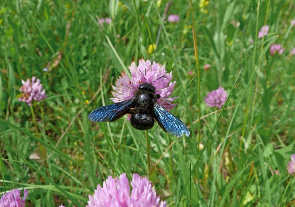 Lihtne paberkottide nipp, kuidas puusepa mesilasi kodust eemale hoida
