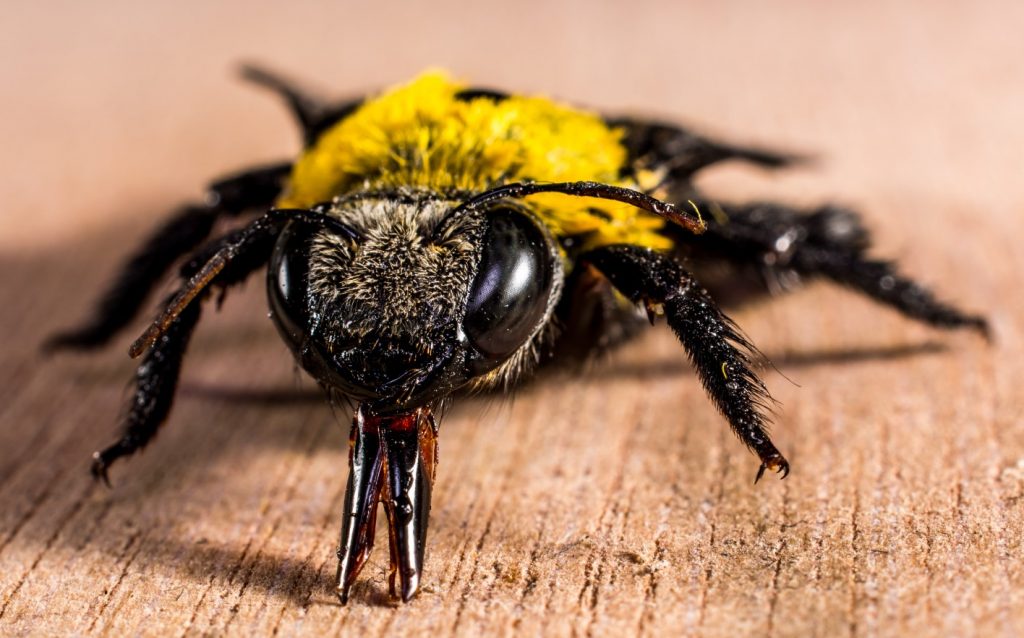 Lihtne paberkottide nipp, kuidas puusepa mesilasi kodust eemale hoida