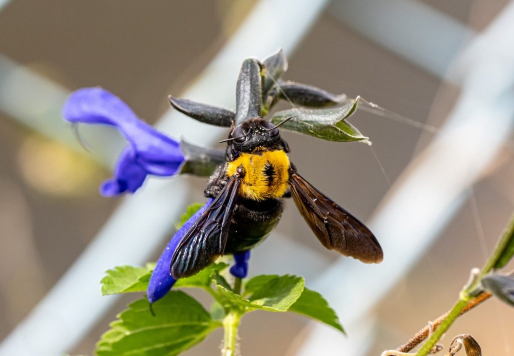 Lihtne paberkottide nipp, kuidas puusepa mesilasi kodust eemale hoida