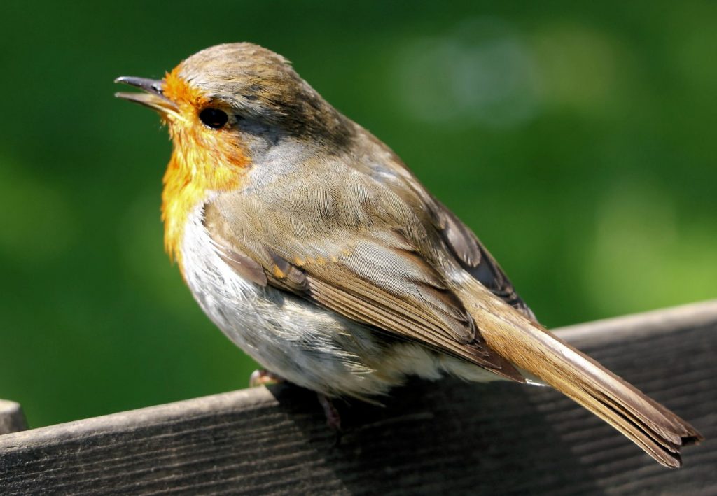 erithacus rubecula