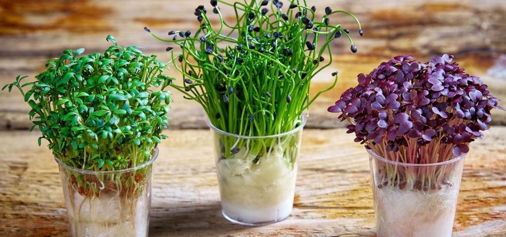 Kuidas kasvatada mikropuuvilju aknalaual ja unustada apteegist ostetud vitamiinid