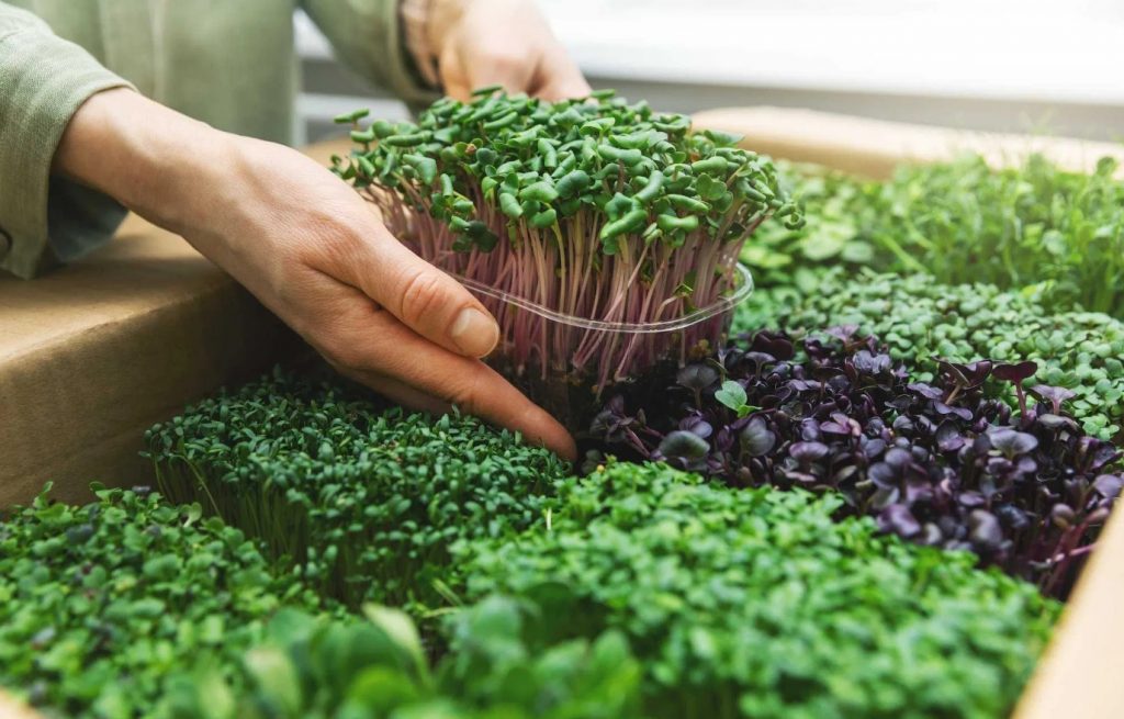 Kuidas kasvatada mikropuuvilju aknalaual ja unustada apteegist ostetud vitamiinid