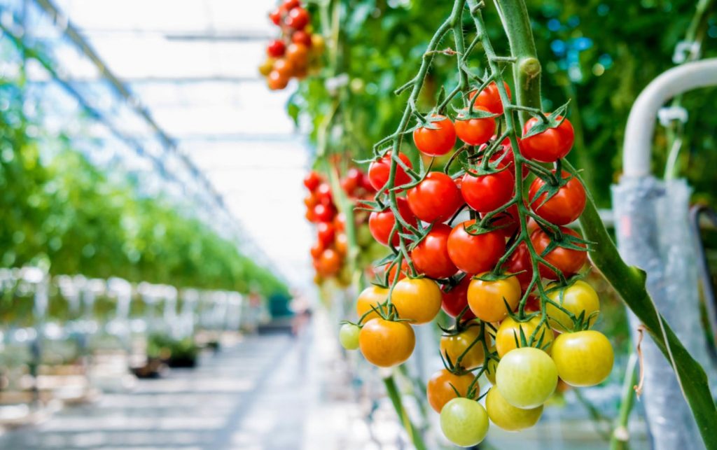 Parim looduslik kaaliumiallikas tomatitele. Pane istutamisel auku