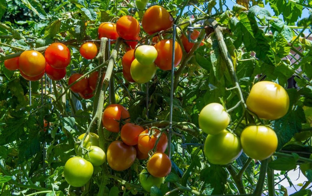 Kuidas muuta nõrgad tomatitaimed tugevateks põõsasteks: minimaalse kuluga meetod