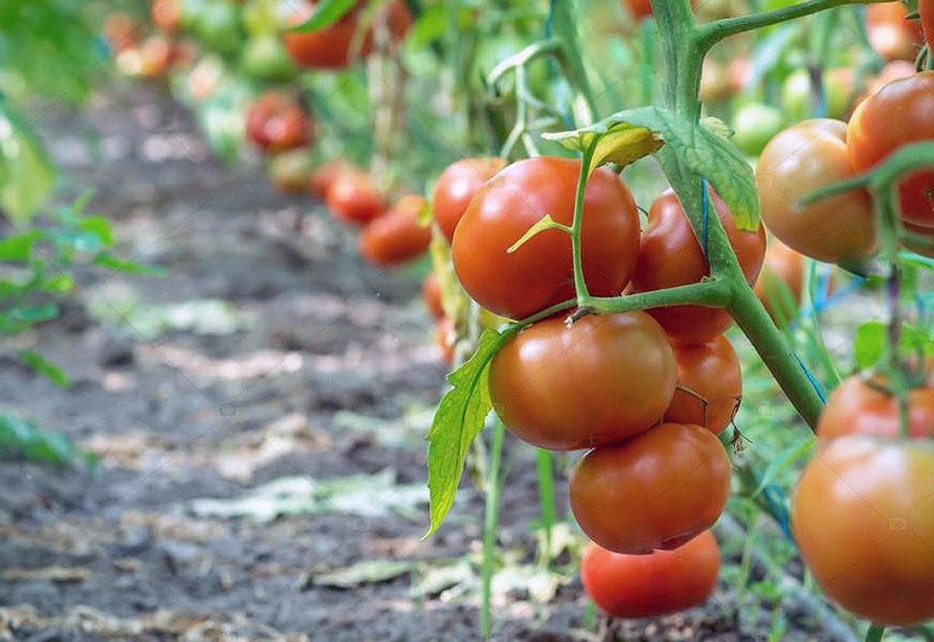 Kuidas muuta nõrgad tomatitaimed tugevateks põõsasteks: minimaalse kuluga meetod