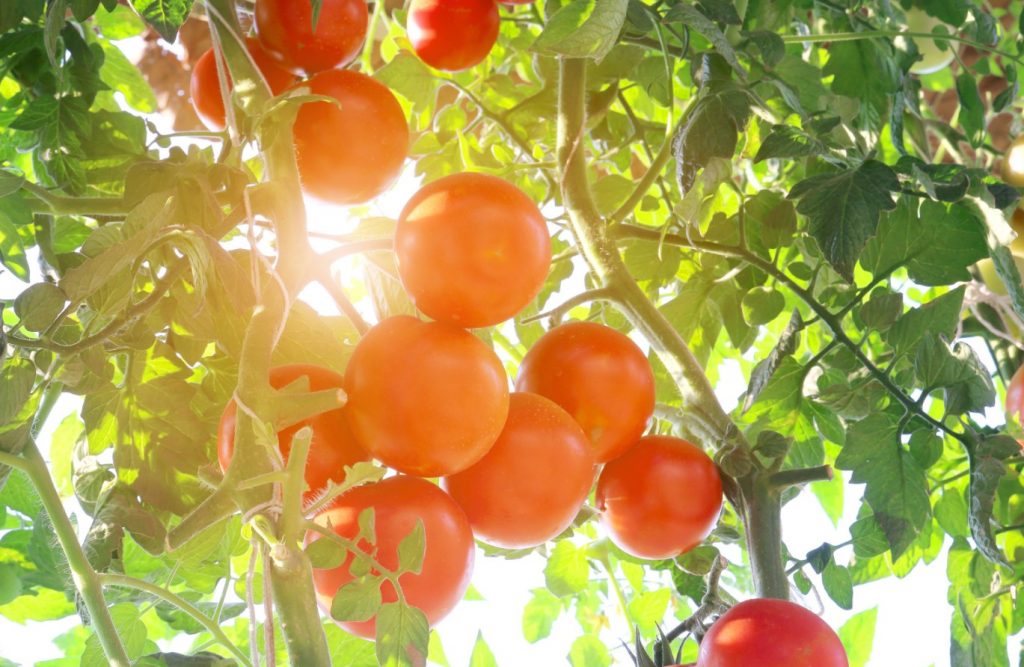 Kuidas valmistada tomatite peenraid ette: isegi ebasoodsate suveolude korral saab saak korralik
