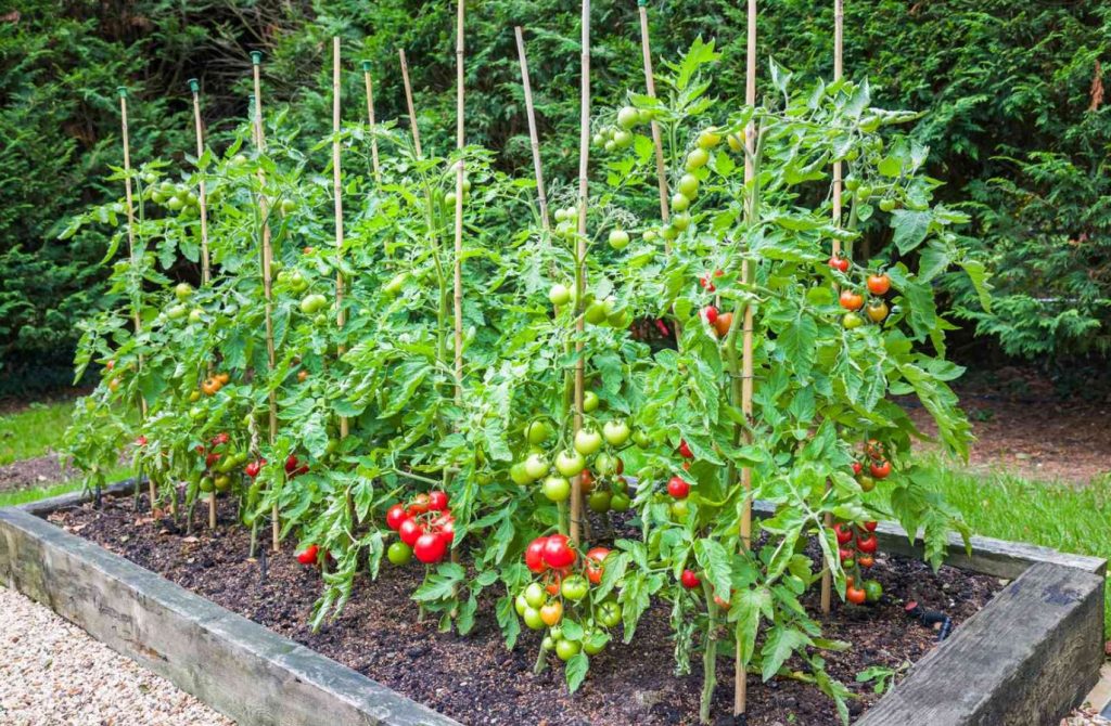 Kuidas valmistada tomatite peenraid ette: isegi ebasoodsate suveolude korral saab saak korralik