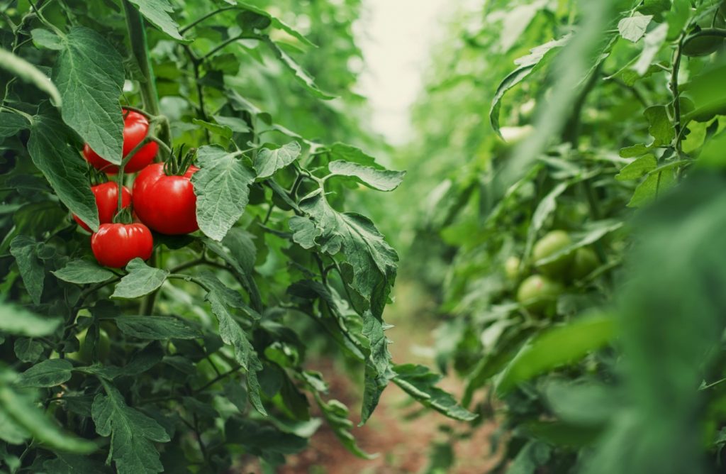 Kuidas valmistada tomatite peenraid ette: isegi ebasoodsate suveolude korral saab saak korralik