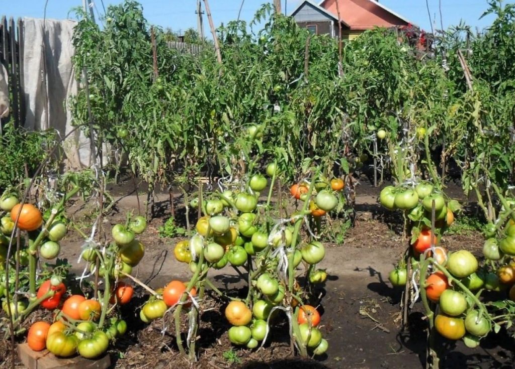 Kuidas valmistada tomatite peenraid ette: isegi ebasoodsate suveolude korral saab saak korralik