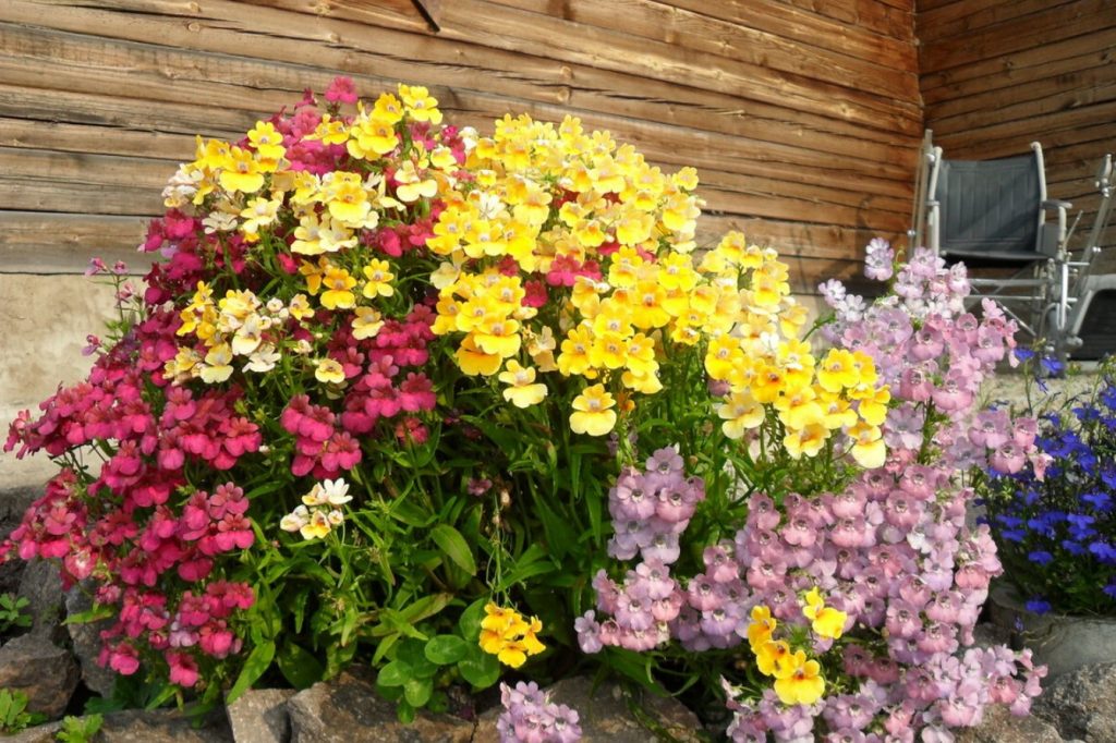 Nemesia