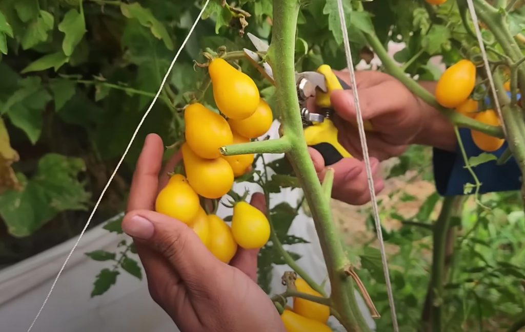 Kasutage tomatite istutamiseks järgmist mulda: saate rõõmustada kahekordse saagi üle