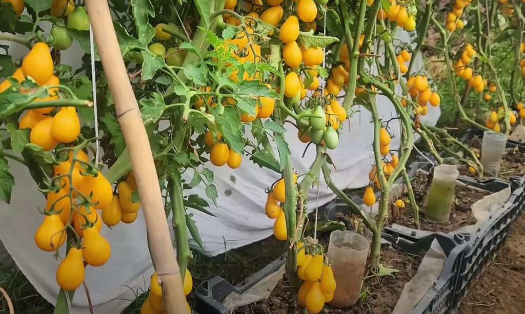 Kasutage tomatite istutamiseks järgmist mulda: saate rõõmustada kahekordse saagi üle