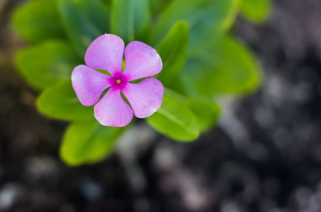 Harilik igihali muru asemel. Moodustab tihe vaiba, õitseb mitu kuud