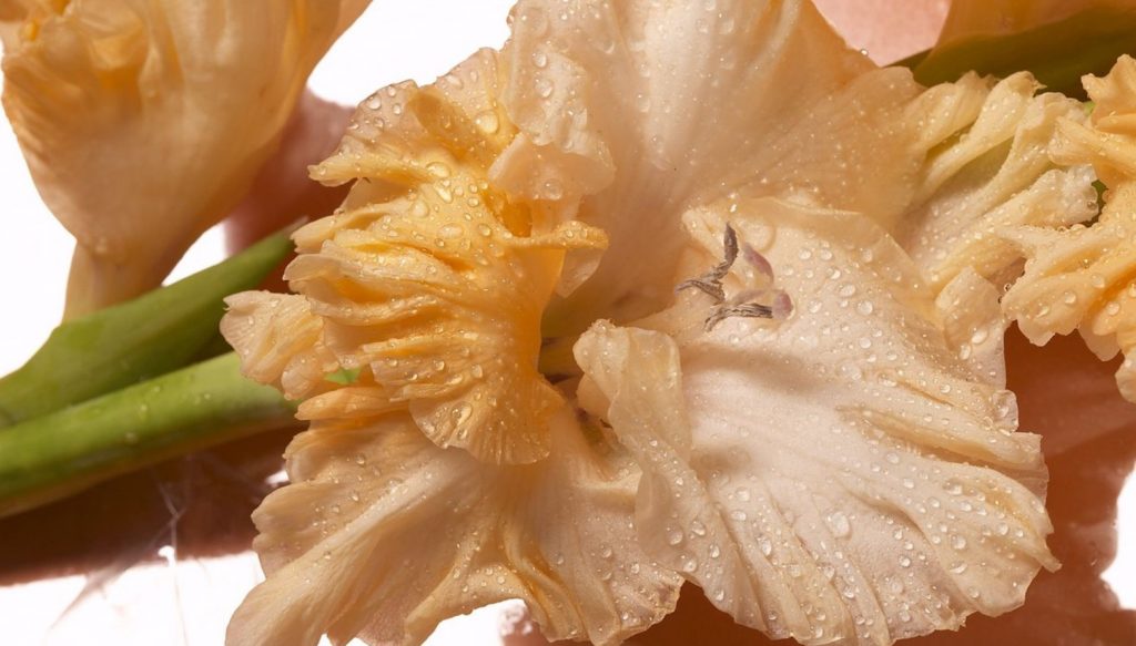 Mis sibulad istutamiseks gladiolus valida algaja lillekasvataja: muutub aia peamiseks kaunistuseks