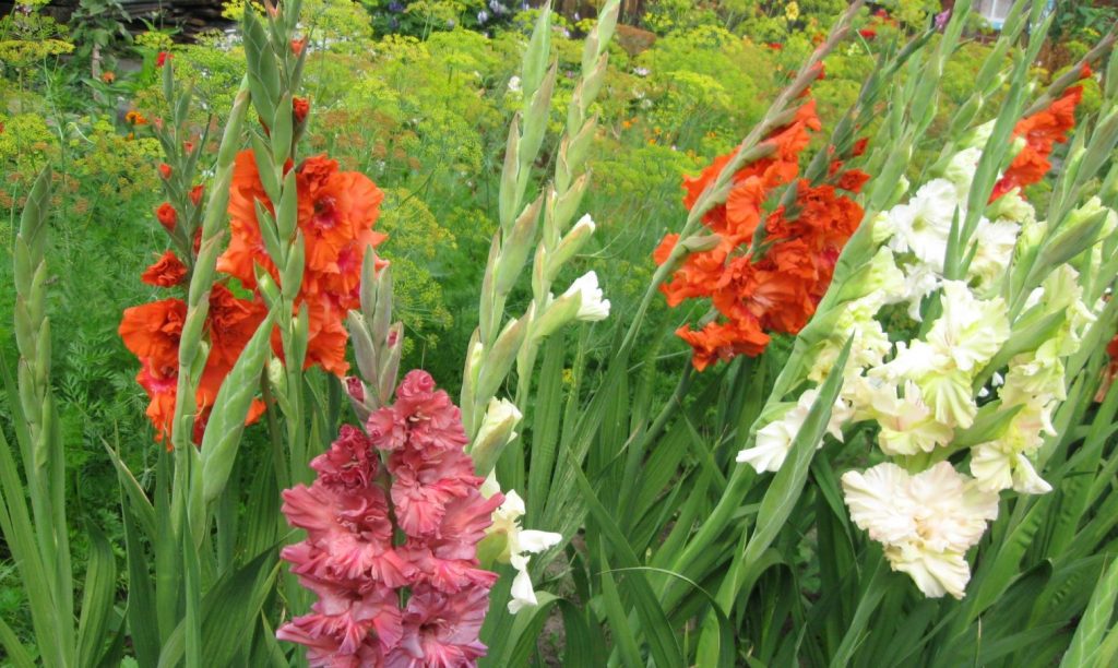 Mis sibulad istutamiseks gladiolus valida algaja lillekasvataja: muutub aia peamiseks kaunistuseks