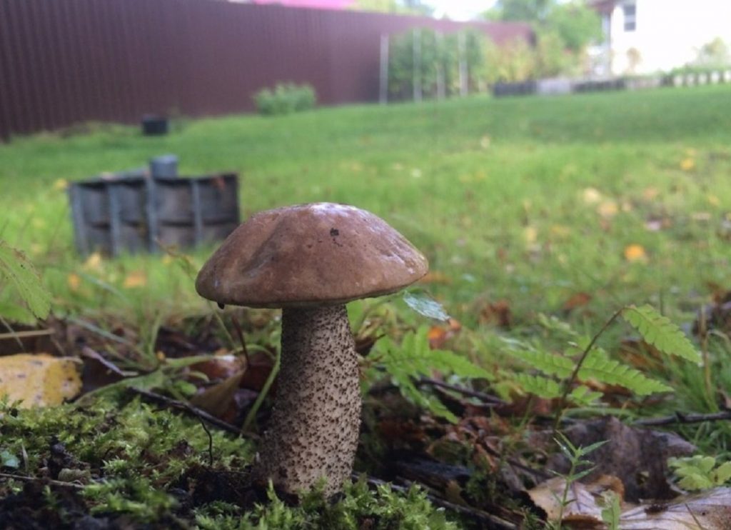 Seened peenras: kuidas kasvatada metsa rikkust oma aia taga