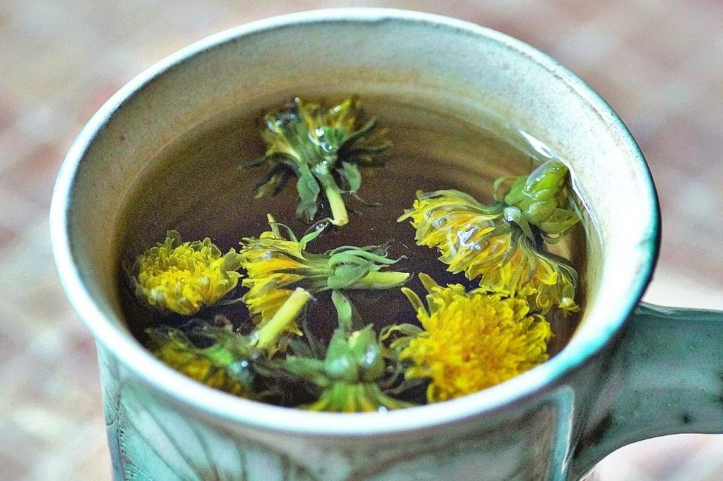 Esimene kevadine võililleseene. ''Kuld'' tomatite ja kurkide all