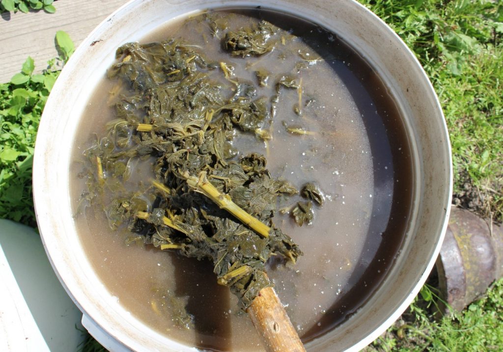Esimene kevadine võililleseene. ''Kuld'' tomatite ja kurkide all